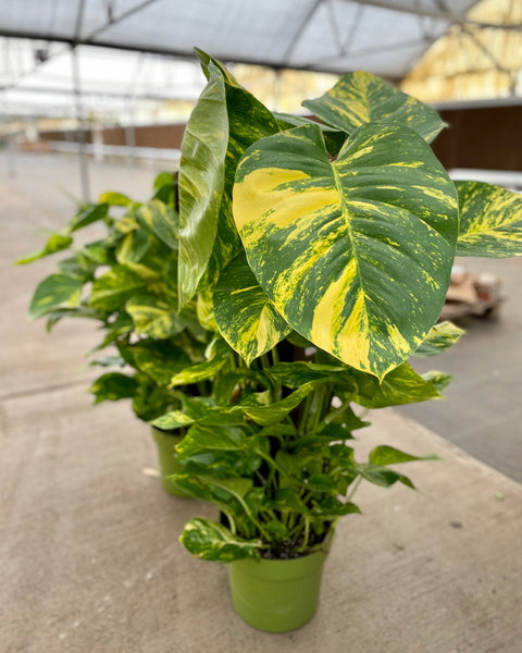 Giant Hawaiian Pothos Totem