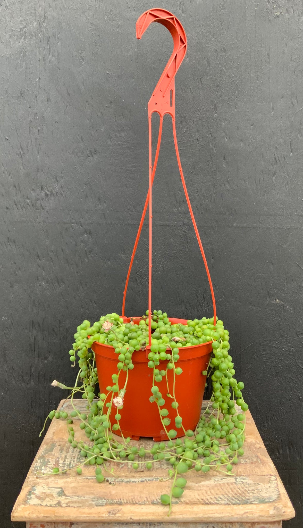 String of Pearls