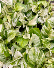 Load image into Gallery viewer, Manjula Pothos
