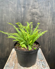 Load image into Gallery viewer, Lemon Button Fern

