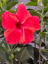 Load image into Gallery viewer, Braided Hibiscus Tree
