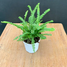 Load image into Gallery viewer, Lemon Button Fern
