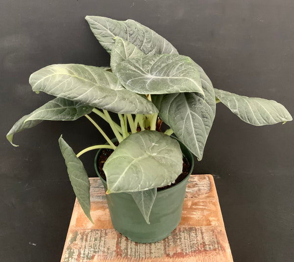 Alocasia Maharani