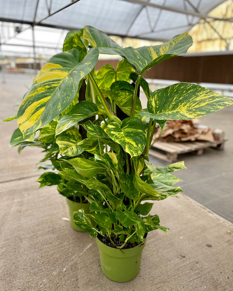 Giant Hawaiian Pothos Totem