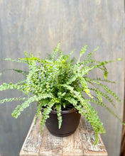 Load image into Gallery viewer, Lemon Button Fern
