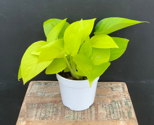 Neon Pothos