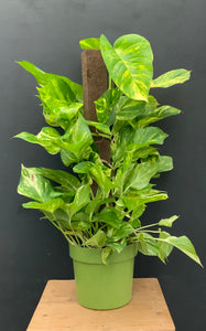 Giant Hawaiian Pothos Totem