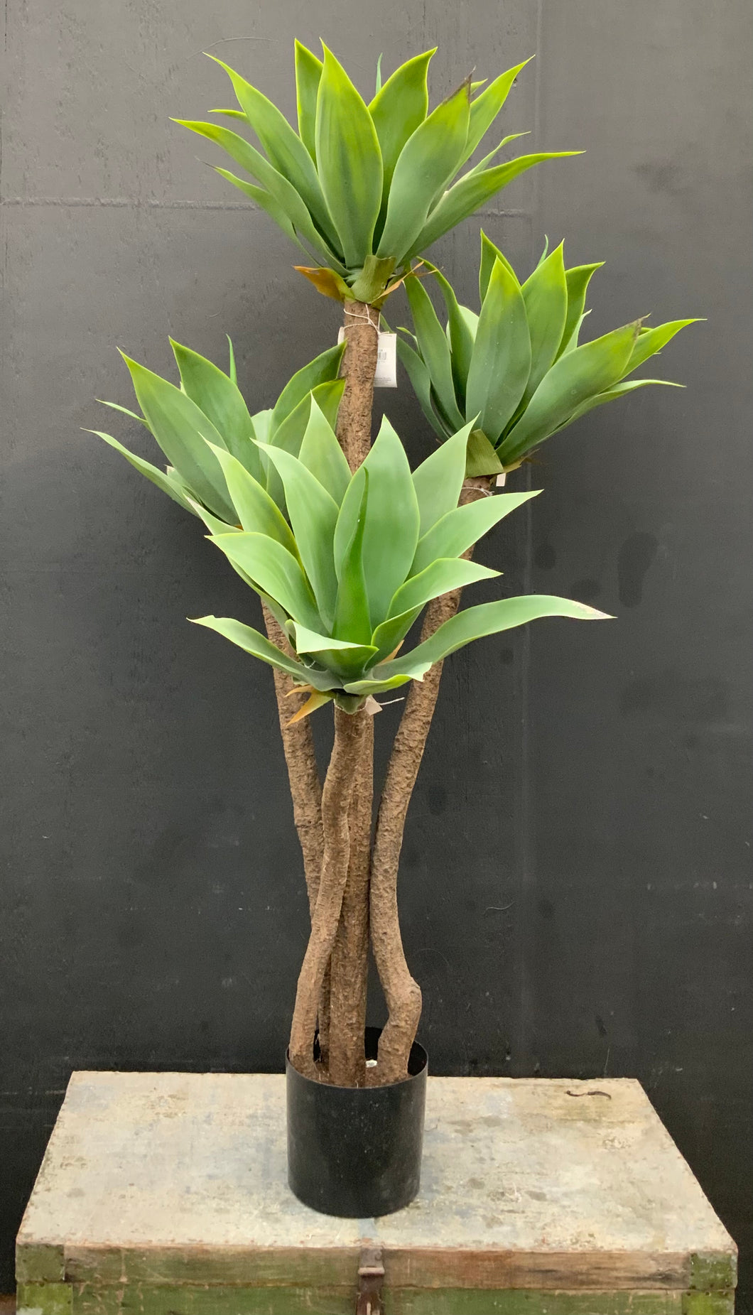 5ft Premium Artificial Aeonium Plant