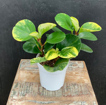 Load image into Gallery viewer, Peperomia Obtusifolia Marble
