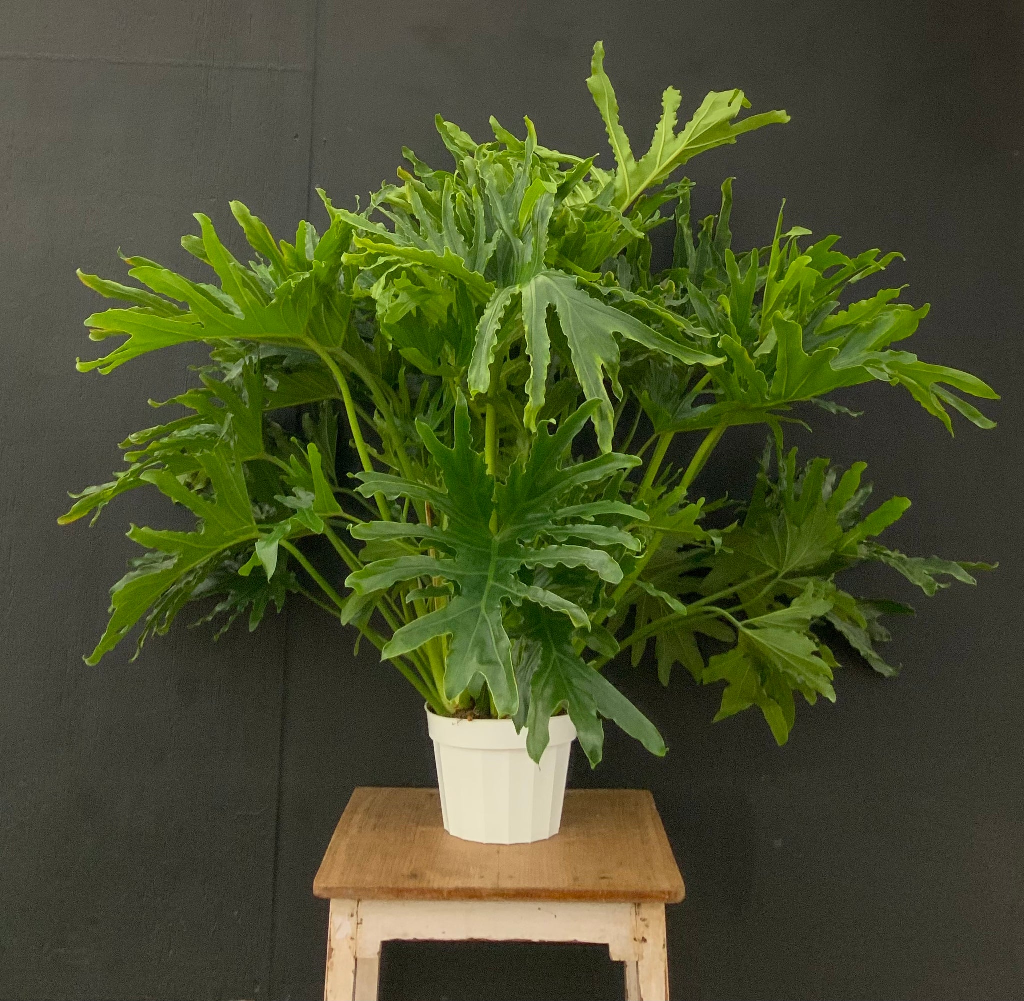8” Philodendron Selloum ‘Lickety Split’