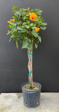 Load image into Gallery viewer, Braided Hibiscus Tree
