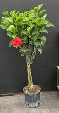 Load image into Gallery viewer, Braided Hibiscus Tree
