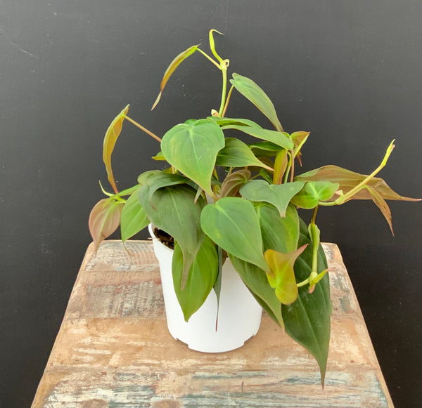 Philodendron ‘Mican’