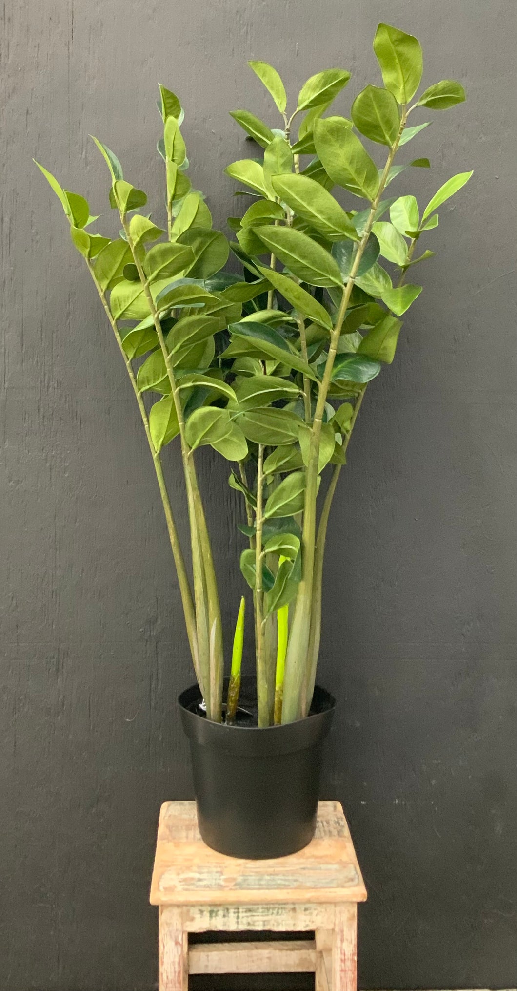 3ft Premium Artificial Zamia in Pot