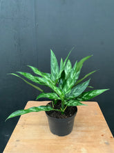 Load image into Gallery viewer, Aglaonema, ‘Maria’
